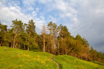 Obraz premium Landscape with trees and sky