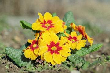 Blooming primrose in special color, yellow and red.