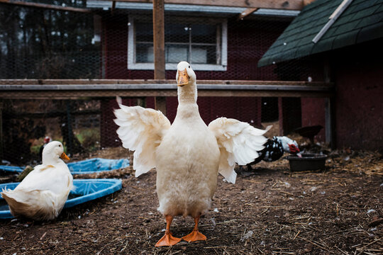 Ducks at poultry farm