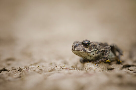 Close-up of western toad on field