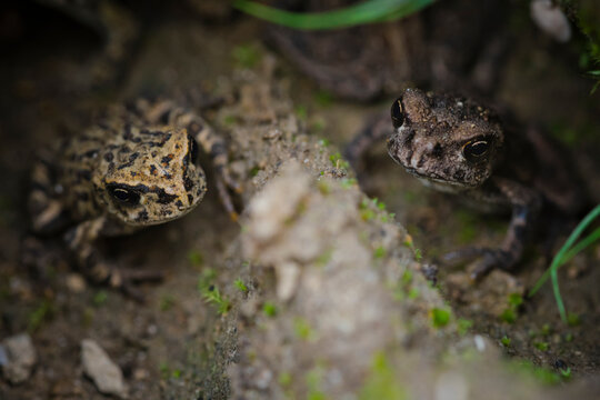 High angle view of western toads on field
