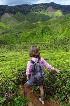 High angle view of female hiker with backpack touching tea crops