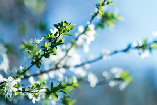 Close-up of blossoms blooming on branches - Powered by Adobe