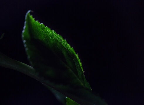 Close-up of rose's leaf against black background