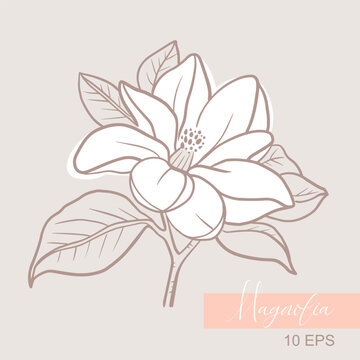 Vector graphic linear illustration of a sprig of magnolia flowers