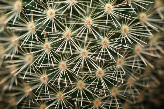High angle close-up of potted cactus