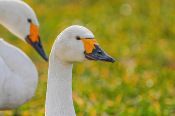 Obraz premium コハクチョウ