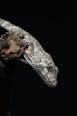 Chamaeleolis porcus isolated on black. Lizard in studio close up. Portrait of Oriente bearded anole on black background. High quality vertical photo