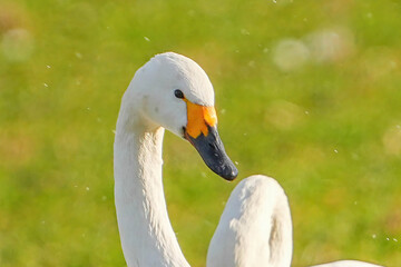 Obraz premium コハクチョウ