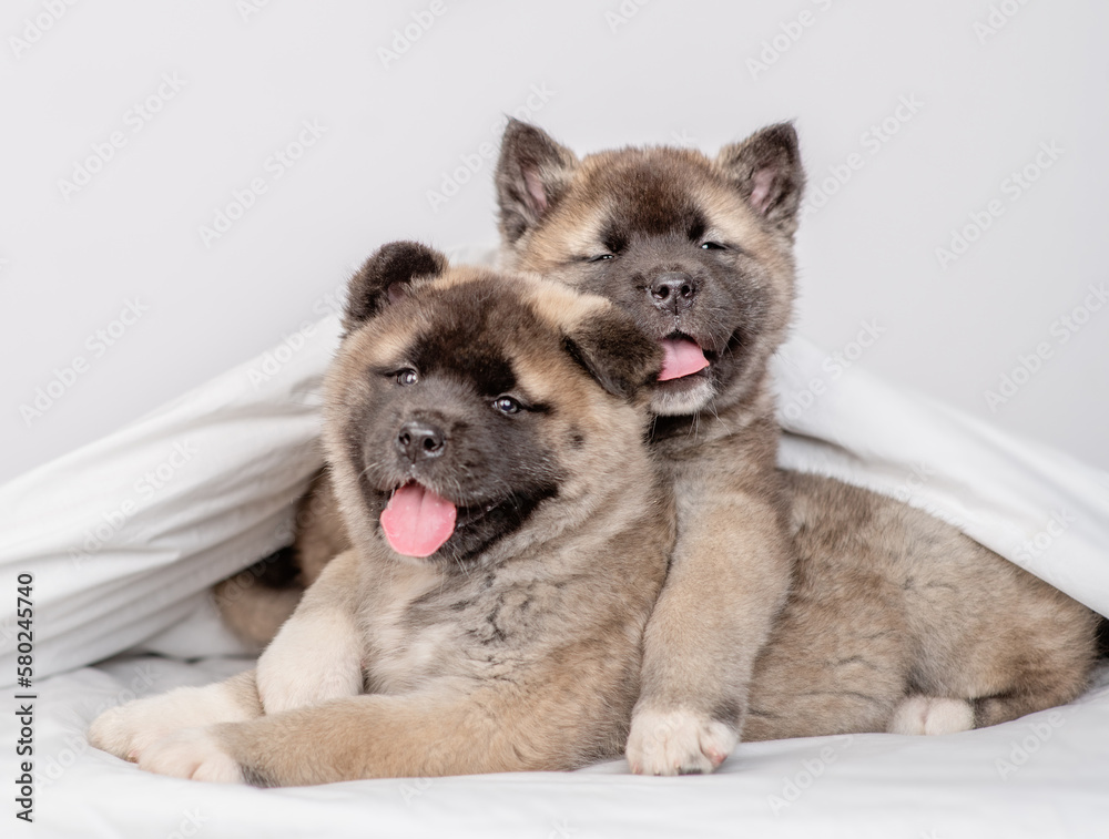 Sticker two hugging american akita puppies lies under warm blanket on the bed at home