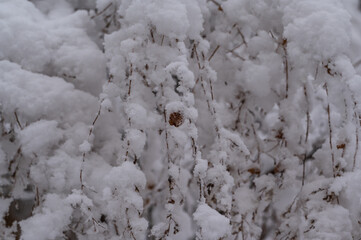 shrub branches covered with snow