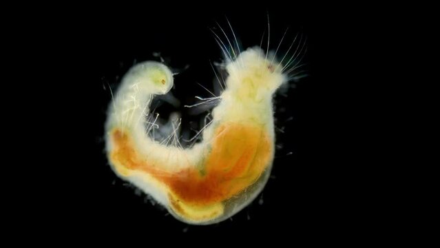Worm Polychaeta, family Flabelligeridae under a microscope. Known as bristle-cage worms, long chaetae forming a fan-like arrangement surrounding, head can inside-out head. Barents Sea