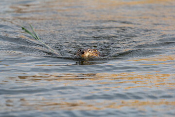 Otter (beaver) floats down the river with a branch in its mouth
