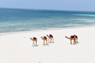 Camel on the beach