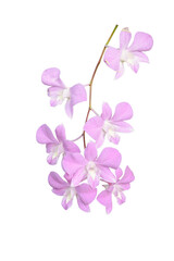 close up of beautiful pink orchid isolated on white background, clipping path included.