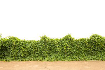 spring hedge or Green Leaves Wall   isolated on white background.