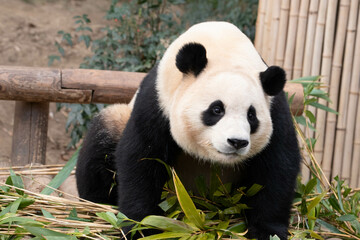 Naklejka premium Close up Cute Fluffy Panda in South Korea