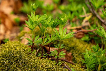 Group of young sweet woodruff plants (Galium odoratum) growing amidst moss and autumn foliage on a forest floor, Germany