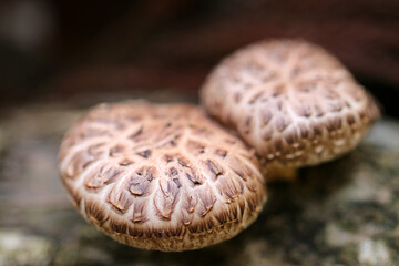 自然林の倒木に自生している天然の形の整った丸い椎茸（晴れた日に屋外でマクロ撮影）