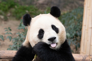 Close up Cute Fluffy Panda in South Korea