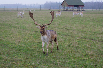 Naklejka na ściany i meble deer with antlers walks across the field.