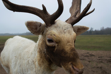 deer with antlers walks across the field.