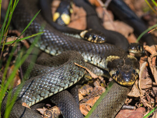 Close up at a Grass snake that are looking to the camera