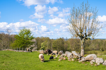 Obraz premium Rural landscape view with grazing sheep and pollarded tree