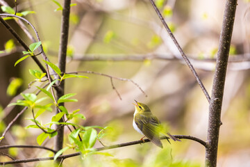Singing Wood warbler in the springtime