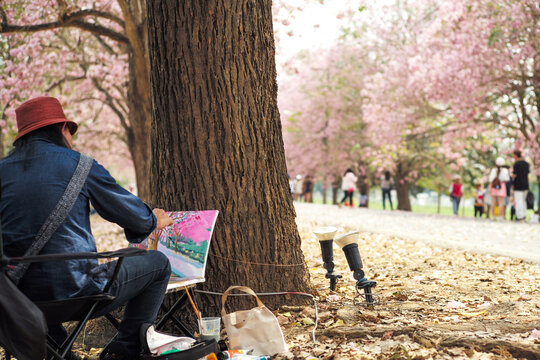 Rear view artist draws and paints the view of blossom pink flowers on the branches of the trees.