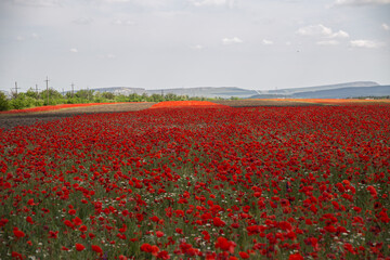 Taigan Safari Park In Belogorsk. Crimea, Russia, 29.05.2021