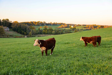 Cattles on a farm on the rolling hills near Stroud Preserve in autumn, West Chester, Pennsylvania, USA © Bo