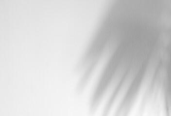 Shadows from palm or coconut leaves On the concrete wall painted white above. Abstract background...