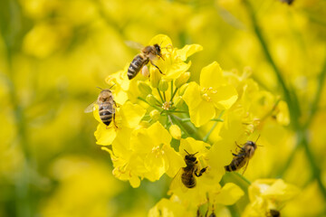 fleissige Bienen in der Rapsblüte