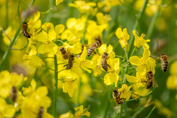 Bienen sammeln Pollen und Nektar vom Raps