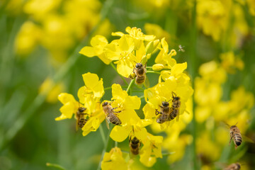 Honigbienen im Rapsfeld