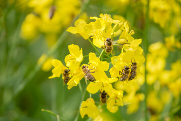 Rapsblüte mit vielen Bienen