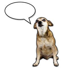 Chihuahua dog sits on a transparent background with a spaced text bubble box.