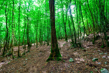 Hiking path in the woods near Pozze del Diavolo - Rieti, Italy