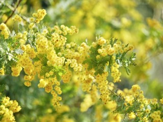 Mimosa ｜ yellow flowers in spring