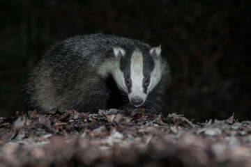 Close up of the head and face of a badger as it is foraging in the leaves. Taken at night with flash, there is copy space around the animal