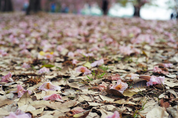 Random focus on the falls of blossom pink flowers on the ground with defocused valley in background