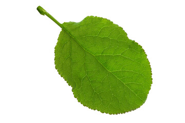 Green leaf isolated. Plum leaf on white background.