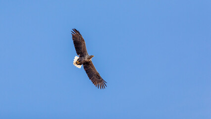 Seeadler am Himmel über Pramort.