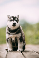 Four-week-old Husky Puppy Of White-gray-black Color Sitting On Wooden Ground And Looking Into Distance.