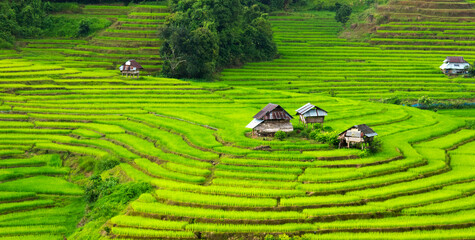 rice terace culture in north province in thailand