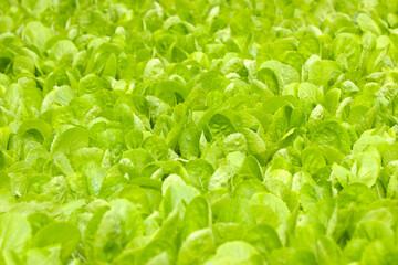 Close up green vegatables garden during morning time food background concept with copy space