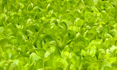 close up green vegatables garden during morning time food background concept with copy space