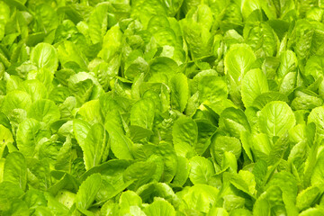 close up green vegatables garden during morning time food background concept with copy space