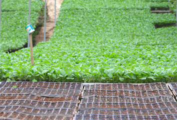 vegetable garden green leaves farm vegetables vegetable plot background